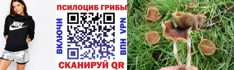 Псилоцибиновые грибы Cubensis  darknet Telegram  OMG зеркало  Ирбит  закладка 